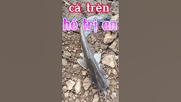 câu cá Trèn hồ trị an