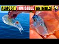 Top 10: Almost INVISIBLE Animals In The World