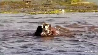 Young peregrine falcon bathes in the river (Mississippi River Flyway cam, 10\/10\/21).