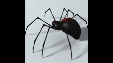 3D Model of Black Spider Rigged Review