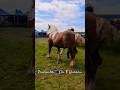 Big Stallion Horse Cai Horse Stallion Cal Horseshow Alexandradelahidalgo Horselover Horses
