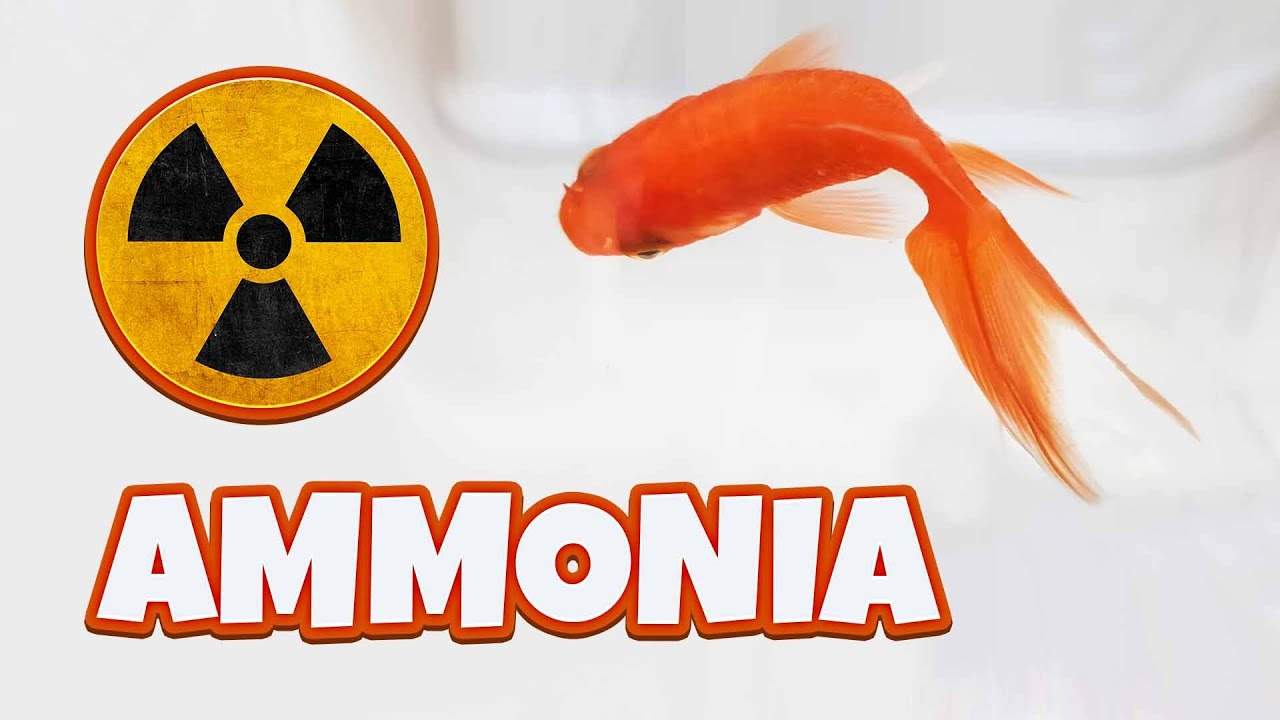 ammonia in aquarium or