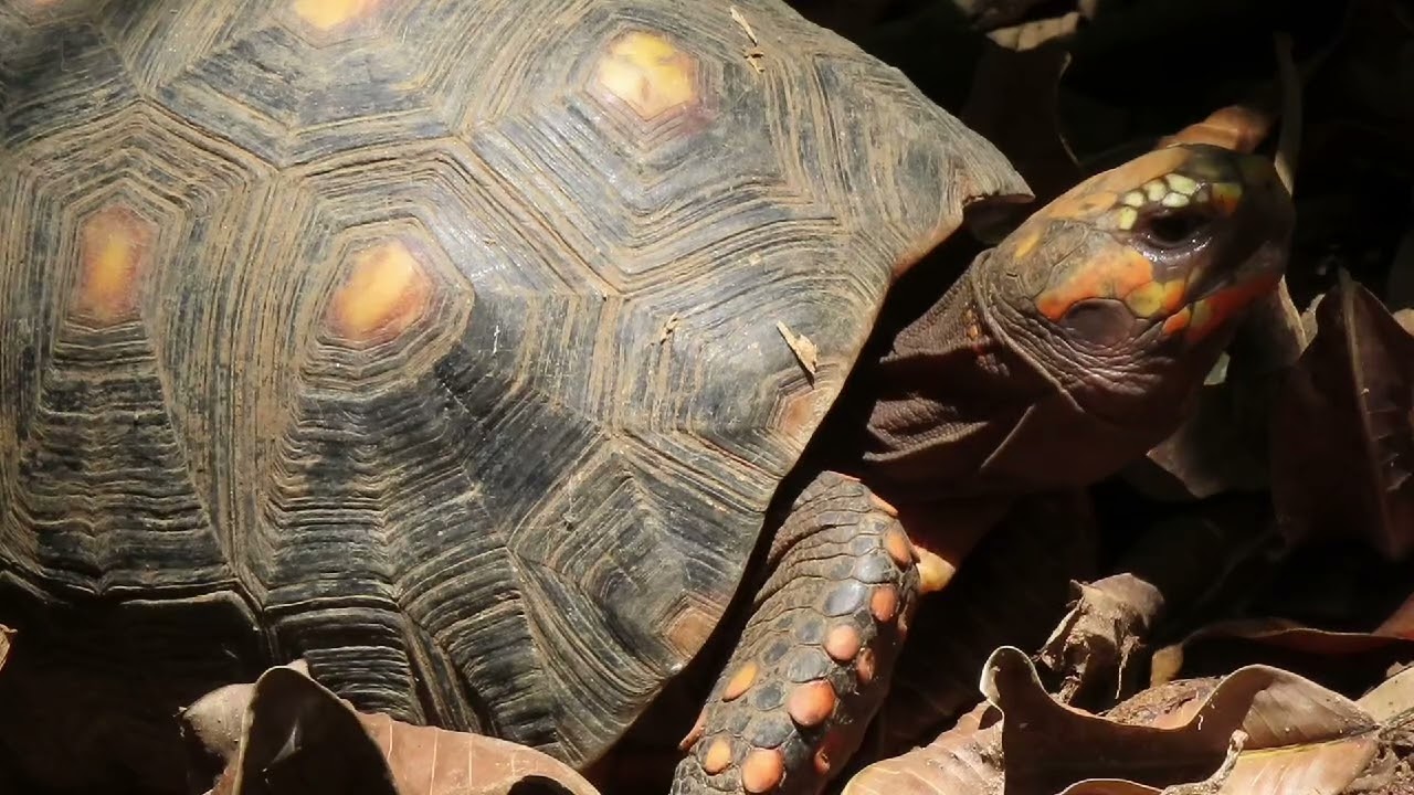The yellow-footed tortoise enjoys the sun