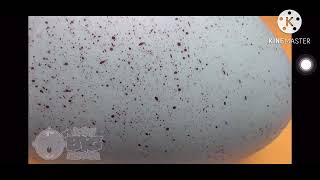 Baby Big Mouth The World Biggest Nesting Egg Compilation