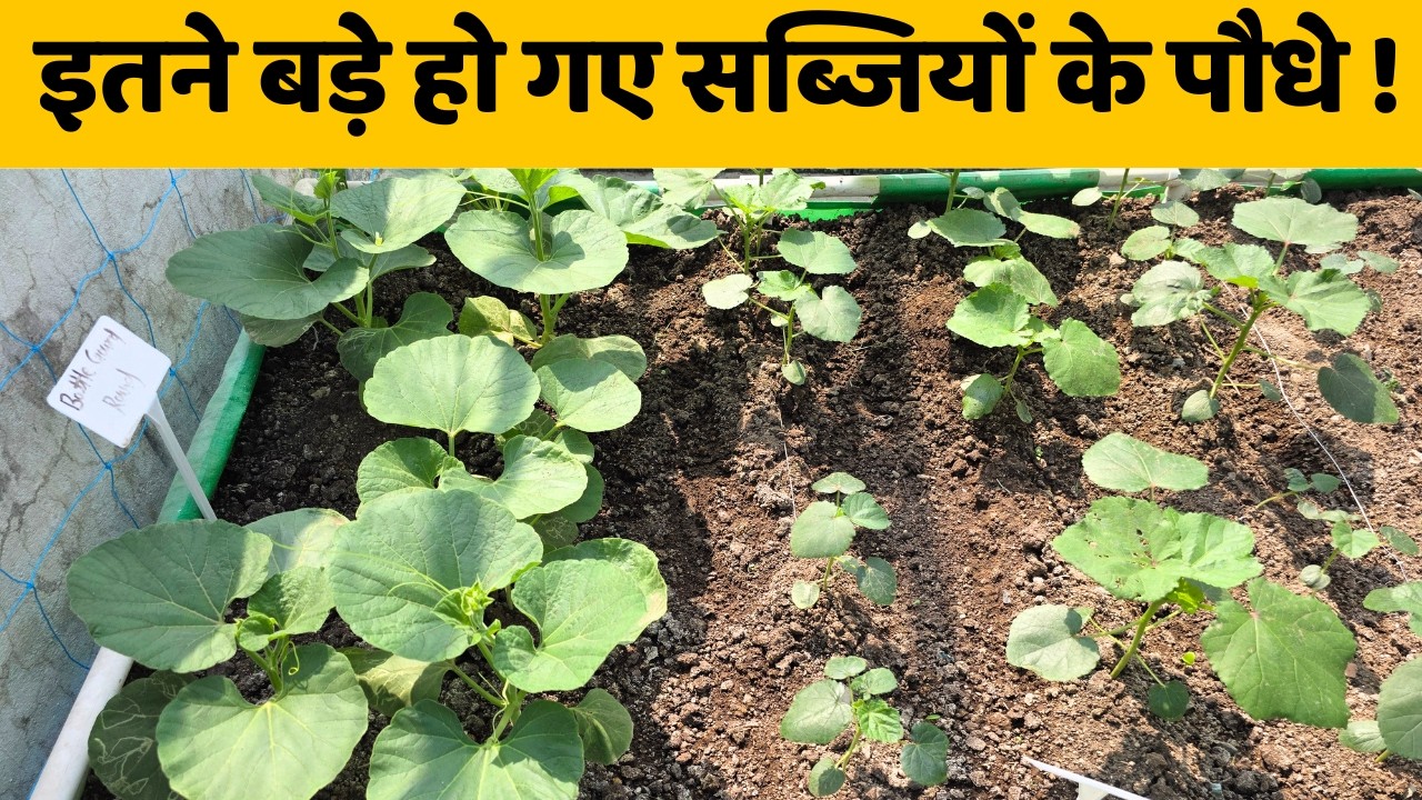 इतने बड़े हो गए बारिश की सब्जियों के पौधे | Rainy Season Plant Growth Update With Garden Tour