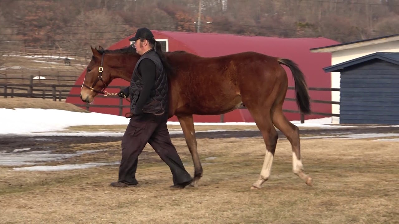 21年2月のブログ記事一覧 とりあえず一口馬主の楽しいこと