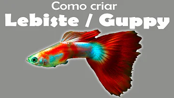 Como criar peixes Lebiste?
