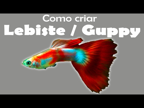 Vídeo: Como Cuidar Do Peixe Guppy