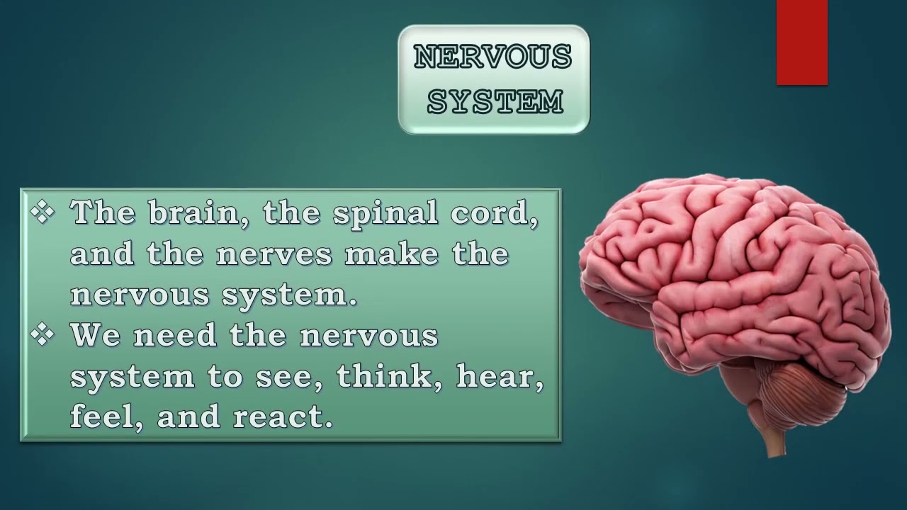 Our Body || PPT || Science || Class 3