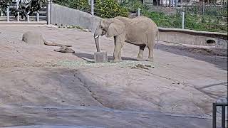 Elephant Cam Live