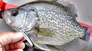 THIS Little Bait Catches LOADS Of MASSIVE Crappie