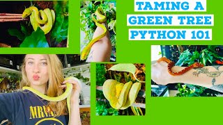 How To Tame A Green Tree Python