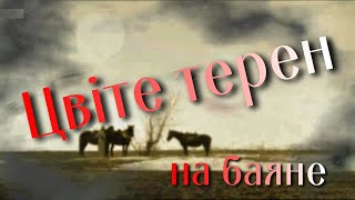 Цвіте терен на баяне