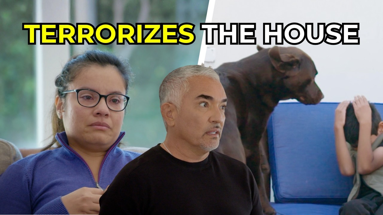 Сезар помогает семье, чьи собаки стали опасными из-за своей энергии | Better Human, Better Dog