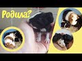 Морская свинка родила|guinea pig gave birth|СВИНКИ С МОРЯ