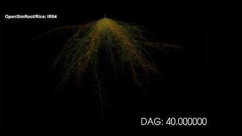 Roots for the 10B: Modeling phenes and phenotypes for soil resource capture