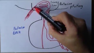 Pituitary gland, part 2 portal system