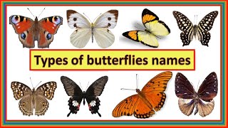 40 Different types of butterflies| Butterfly names| List of butterflies | #Butterflies |