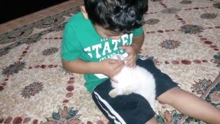 aslan yeğenim tavşanın cinsiyetinin nasıl anlasıldığını gösteriyor
