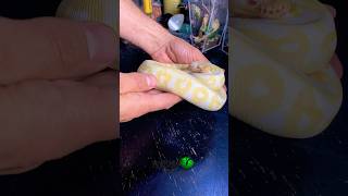 Famous Beautiful Albino Ball Python! #molinarosnakelab #ballpython #babysnake #albino #shorts #diy #pokemon Profile
