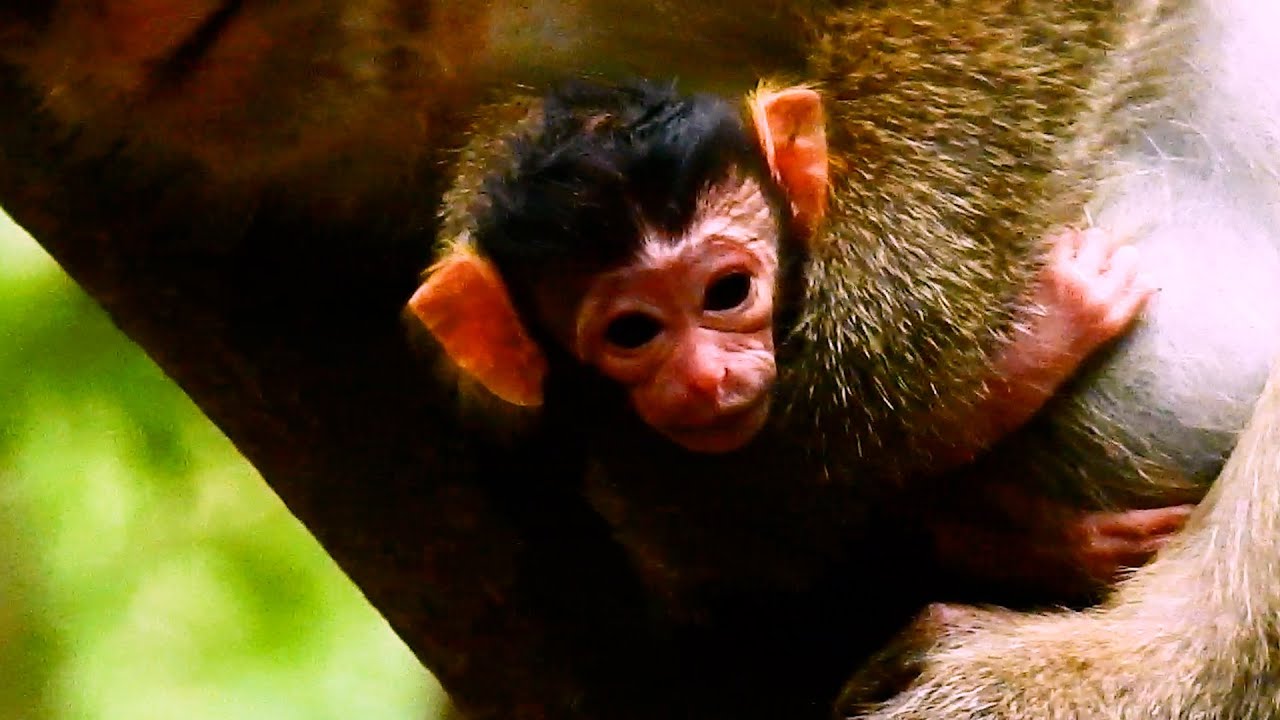 Welcome newborn monkey just birth today