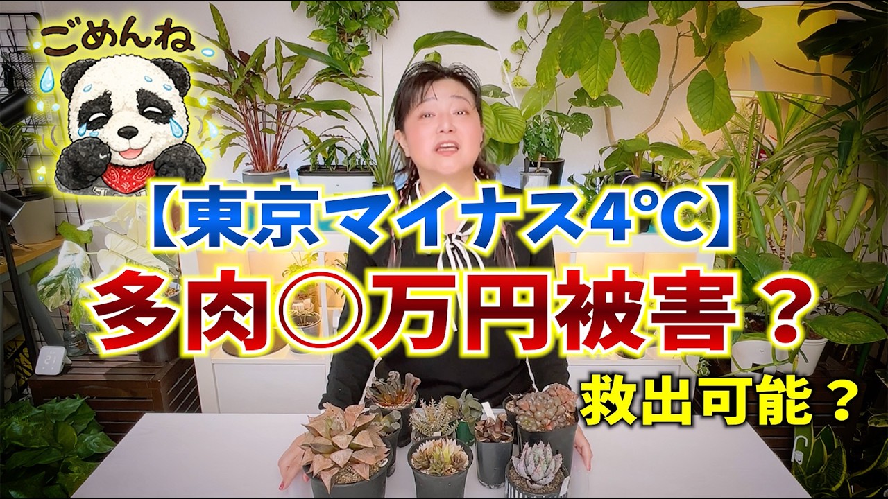 【東京マイナス4℃】で多肉被害○万円❄️救出可能？