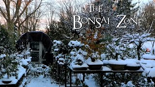 Winter is Coming, The Bonsai Zone, Nov 2020