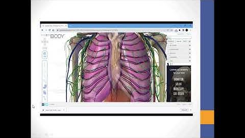 Internal Thoracic Artery-Thorax Anatomy