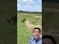 Guepardos colocando chacal pra correr #guepardos #chacal #savanaafricana #animais #shots