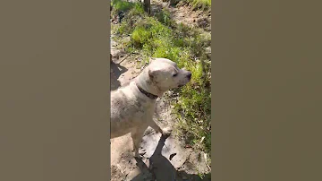 Dogo Argentino Best Hunting Dog Alphathedogo Pitbull Canecorso Youtube Shorts Dog Mastiff 