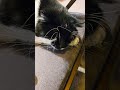 Sleeping Cat