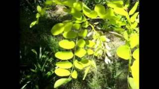 Are Honey Locust Trees Poison? ☠