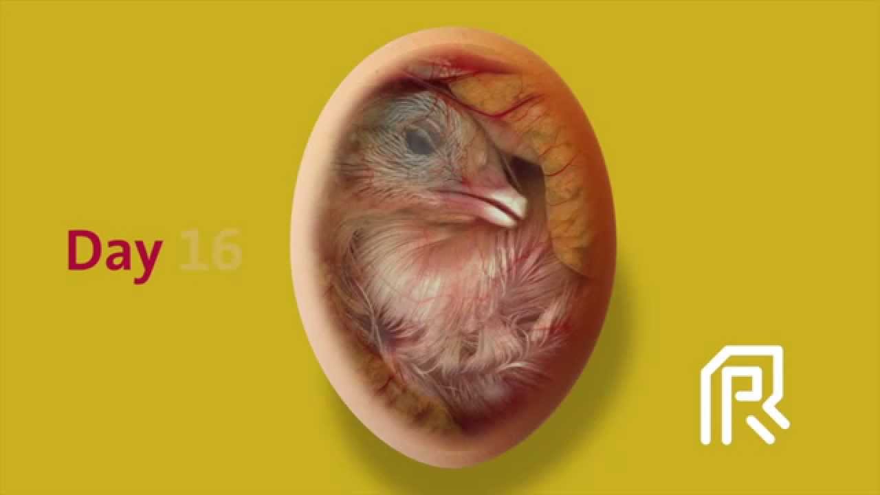 chicken embryo development