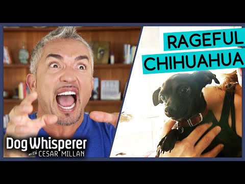 سيزار ميلان يواجه شيواوا غاضب ا هامس الكلاب