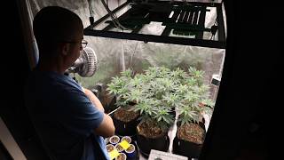 How To Grow Autos w/Dr Earth- Reset | Clones- Day 55F | Marshydro FC4800 Bridgelux 3030 How To Grow Autos w/Dr Earth- Reset | Clones- Day 55F | Marshydro FC4800 Bridgelux 3030