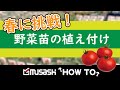 【ムサシ】野菜苗の植え付け方