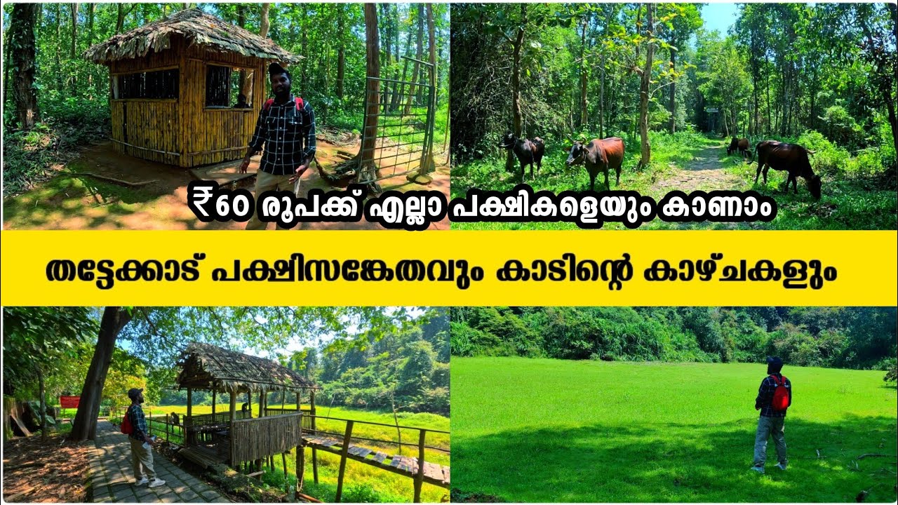 🦚Птичий заповедник Таттеккад и виды на лес в Таттеккад 🍃