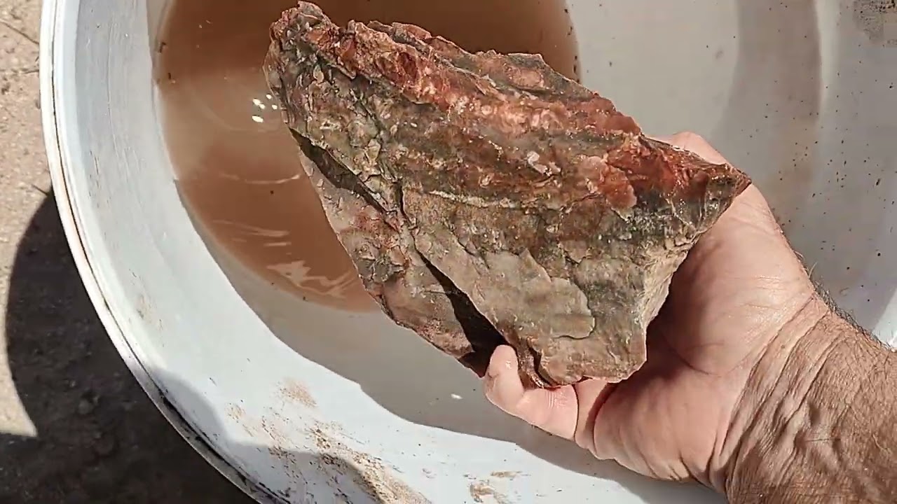Collecting Petrified Wood At The Doebell Ranch In Arizona