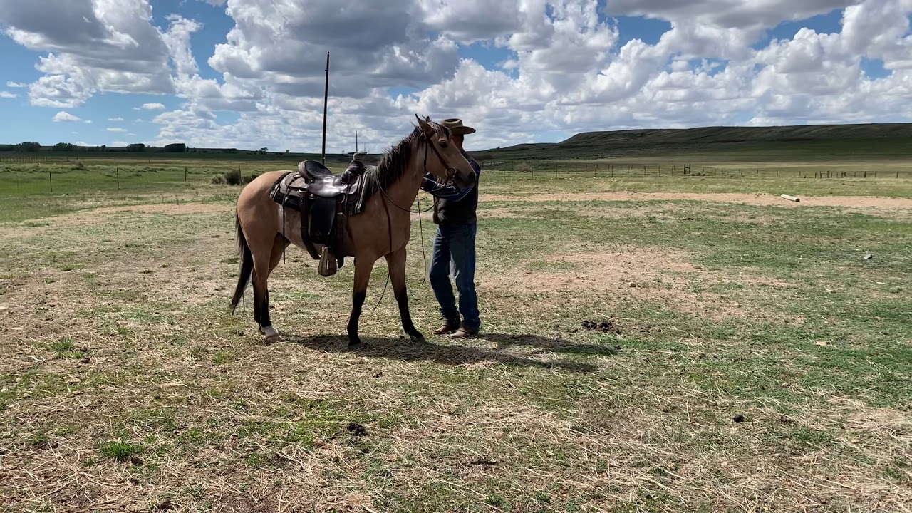 Horse for sale