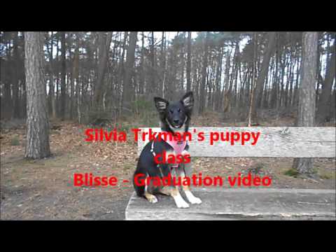 Puppy class Silvia Trkman GRADUATION VIDEO BLISSE