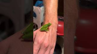Green tree frog in South Carolina