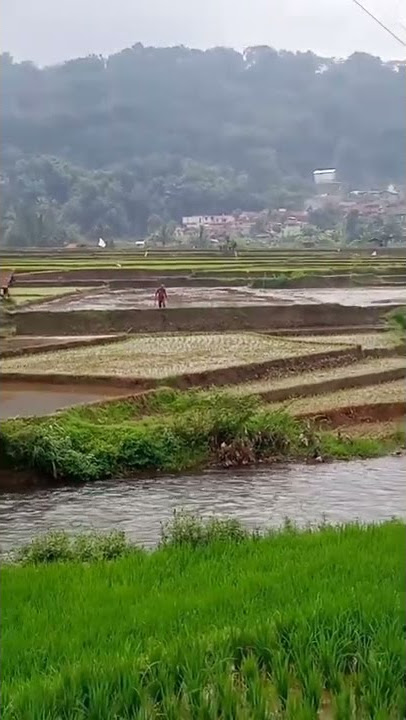 Petani Di Desa Saat Bekarja Mencangkul Di Sawah...Bikin Rindu Kampung Halaman