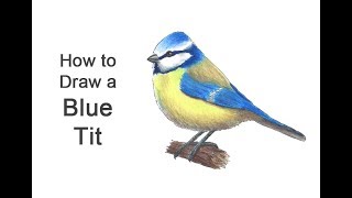 How to Draw a Blue Tit Bird screenshot 5