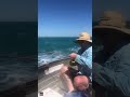 Whale Breach Is A Little Bit Too Close For Comfort Shorts Whale Breach Is A Little Bit Too Close For Comfort Shorts