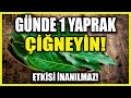 Günde 1 Yaprak Tüketince Şeker Hastalığının Sonunu Getiriyor!