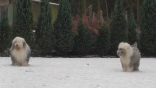 Old English Sheepdogs playing in the snow