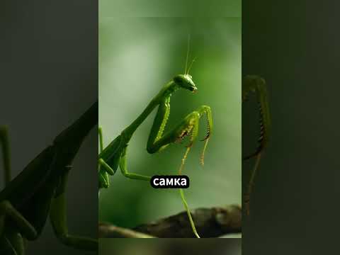 Шокирующий факт о богомолах: зачем самки поедают самцов?