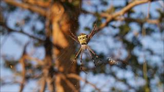 Giant Wood Spiders, Genus Nephila, A  Kattupadi, India