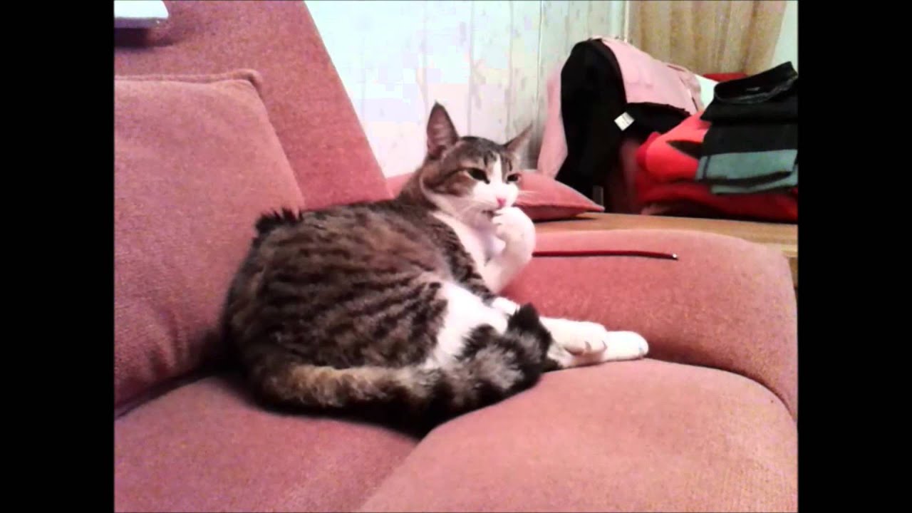 видео кот грызет. кот кусает себя. кот кусает. котенок нападает. кусачий котенок.