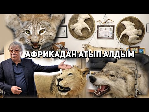 Бейне: Цетсе шыбыны - Африканың қасіреті